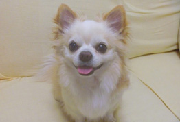 パッドロッカーお客様の声②